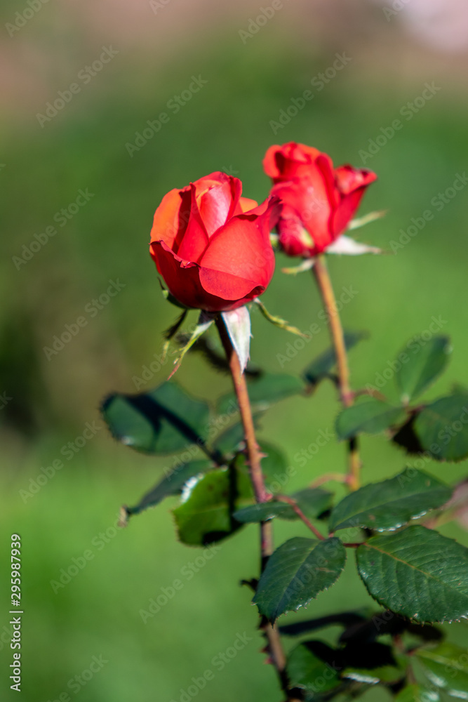 Beautiful roses flower, nature landscape, blurred background.
