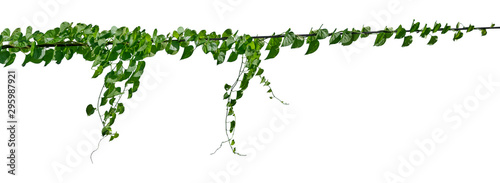 Green leaves Vine isolated, ivy jungle creeper tropical against white background. Have clipping path