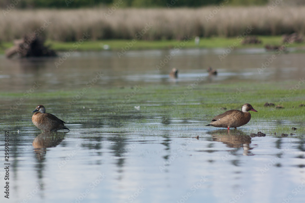 Pair of Brazilian Teal ducks eating on pond shore Pair of Brazilian Teal ducks eating on pond shore