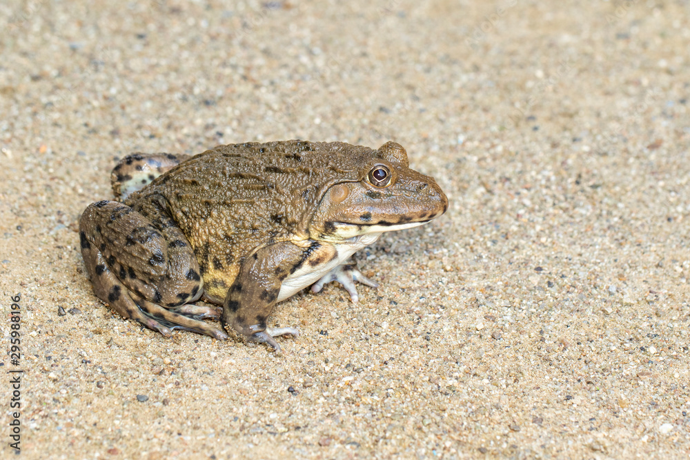 Image of Chinese edible frog, East Asian bullfrog, Taiwanese frog (Hoplobatrachus rugulosus) on the floor. Amphibian. Animal. Image of Chinese edible frog, East Asian bullfrog, Taiwanese frog (Hoplobatrachus rugulosus) on the floor. Amphibian. Animal.