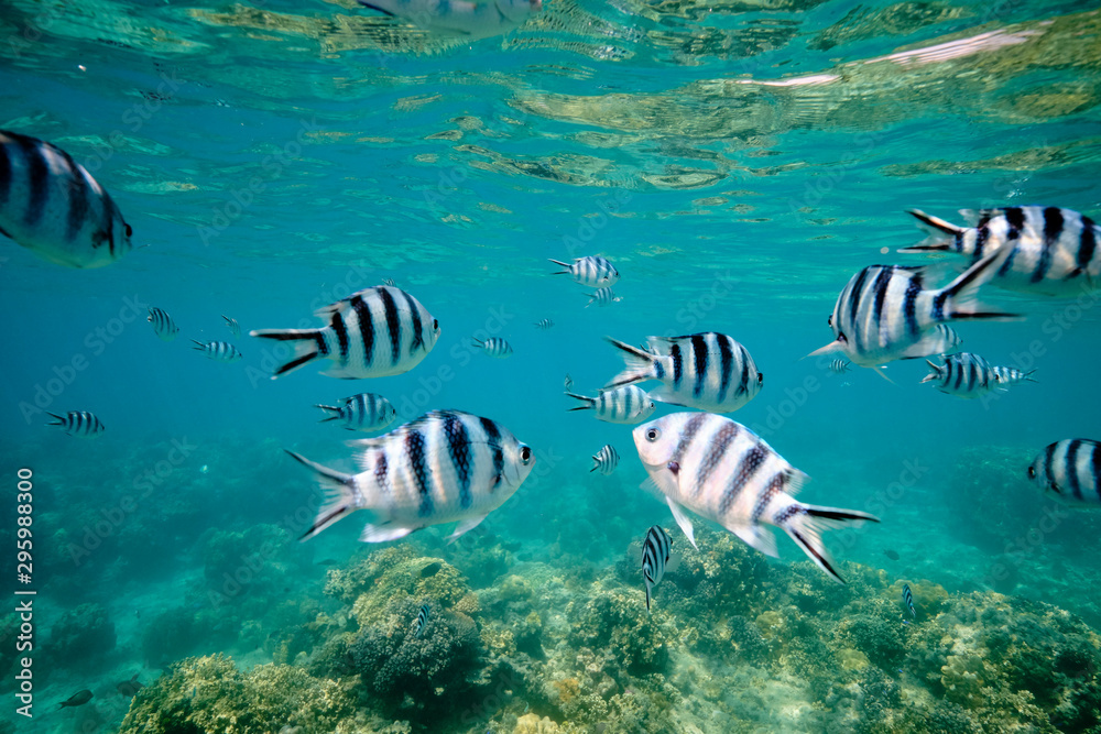 Large school of tropical scissor tail sergeant fish feeding in tropical  waters of Fiji Stock Photo