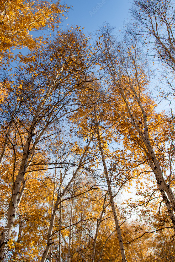 Autumn concept, birch forest. Beautiful natural bottom view of the trunks and tops of birches with golden bright autumn foliage against a blue sky Autumn concept, birch forest. Beautiful natural bottom view of the trunks and tops of birches with golden bright autumn foliage against a blue sky