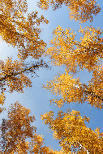 Autumn concept, birch forest. Beautiful natural bottom view of the trunks and tops of birches with golden bright autumn foliage against a blue sky
