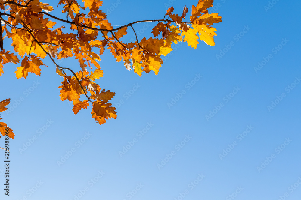 Yellow oak leaves on a background of blue sky in autumn. Copy space, space for text. Yellow oak leaves on a background of blue sky in autumn. Copy space, space for text.