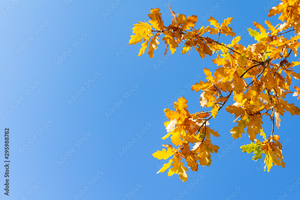 Yellow oak leaves on a background of blue sky in autumn. Copy space, space for text. Yellow oak leaves on a background of blue sky in autumn. Copy space, space for text.