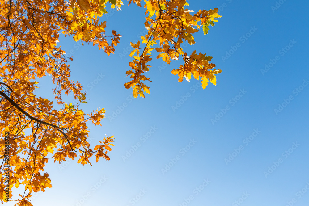 Yellow oak leaves on a background of blue sky in autumn. Copy space, space for text.