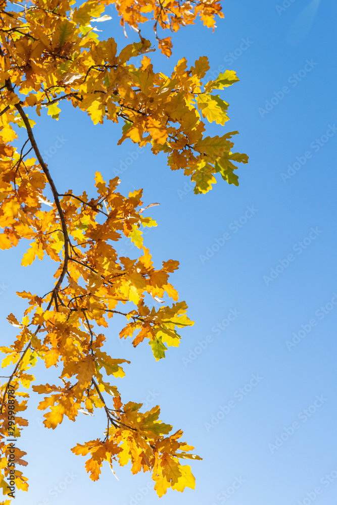 Yellow oak leaves on a background of blue sky in autumn. Copy space, space for text. Yellow oak leaves on a background of blue sky in autumn. Copy space, space for text.