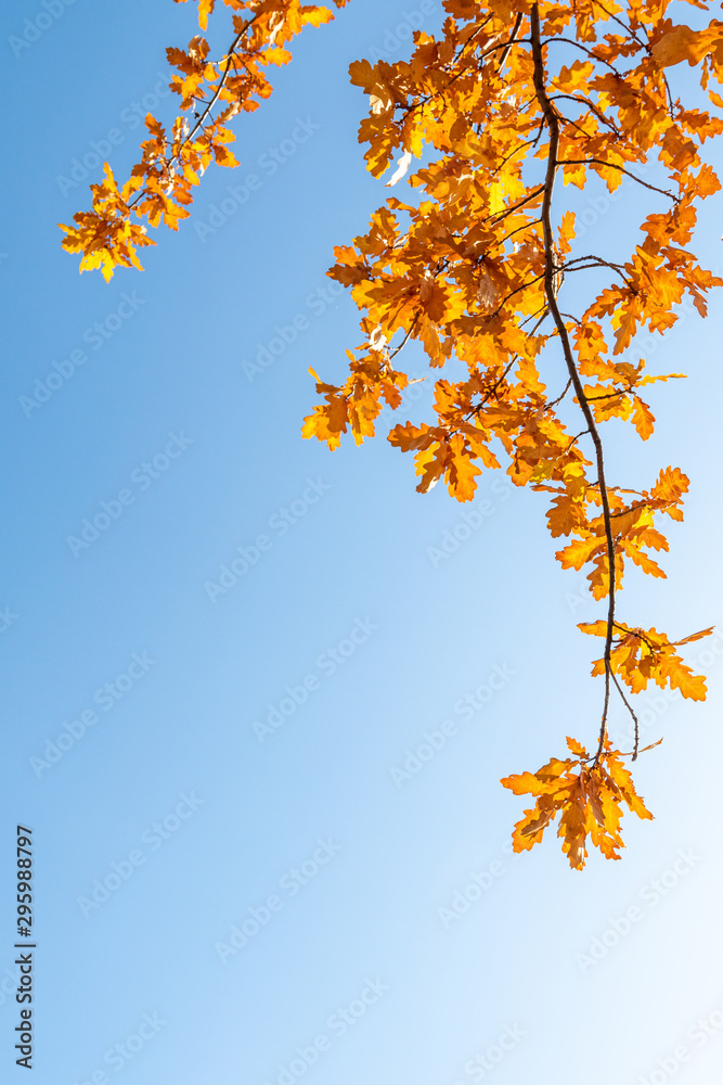 Yellow oak leaves on a background of blue sky in autumn. Copy space, space for text. Yellow oak leaves on a background of blue sky in autumn. Copy space, space for text.