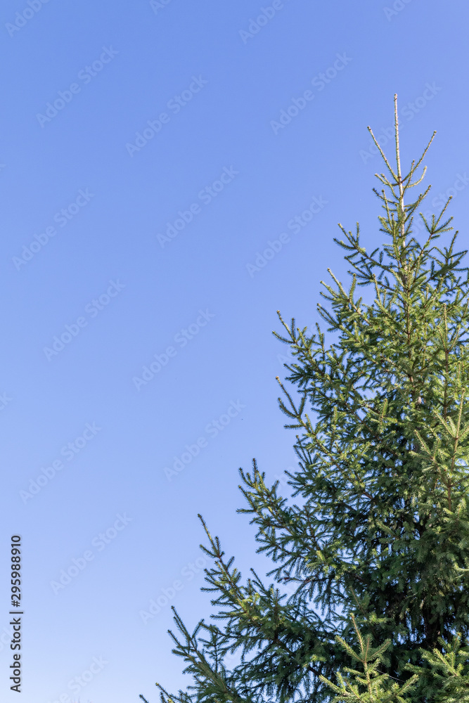 Pine tree branches against the blue sky. Copy space, space for text. Pine tree branches against the blue sky. Copy space, space for text.