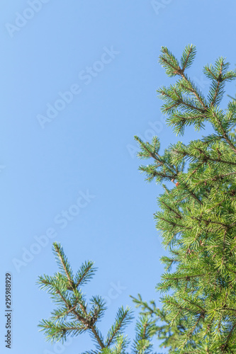 Pine tree branches against the blue sky. Copy space, space for text.