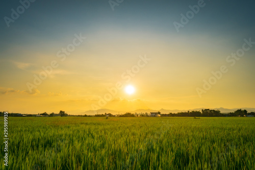 Natural scenic beautiful sunset and rice field agricultural background
