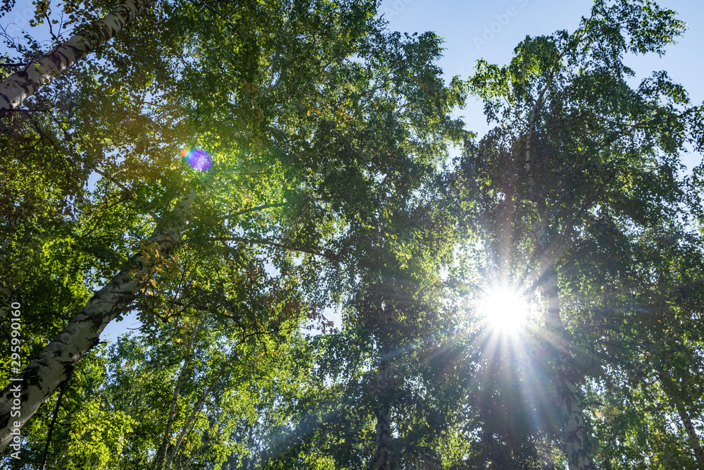 Green birch forest in the sky, summer nature landscape. Green birch forest in the sky, summer nature landscape.