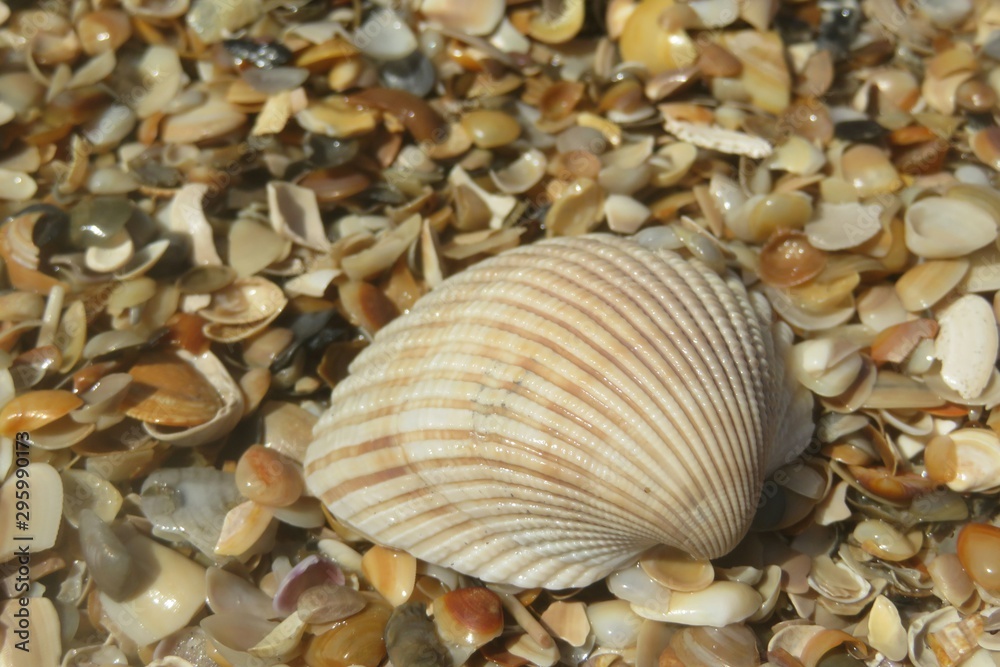 Beautiful beige seashell on pebbles background on Florida beach