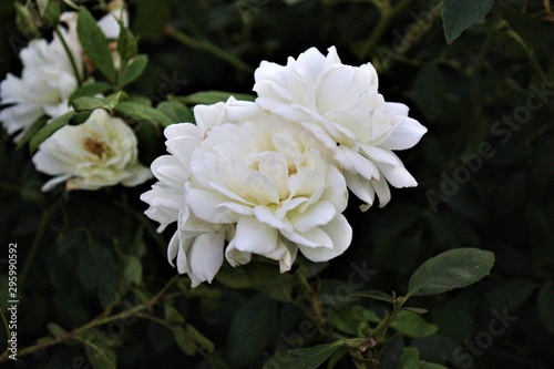 White Roses in Bunches