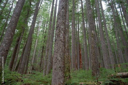 trees in the forest