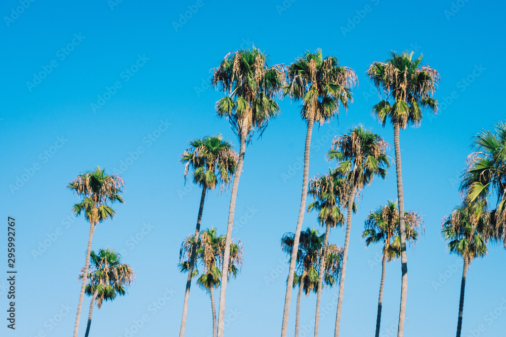 Obraz premium Tall palm trees on blue sky background. Mild vintage processing.