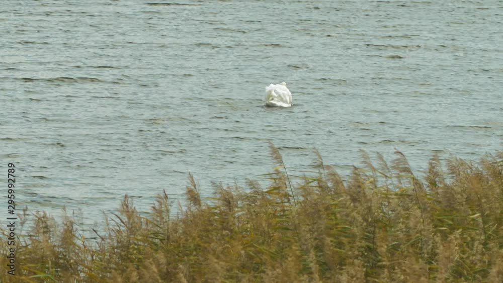 Adult mute swan (Cygnus olor) swimming at lake Liepaja in beautiful sunny autumn day, wide shot Adult mute swan (Cygnus olor) swimming at lake Liepaja in beautiful sunny autumn day, wide shot