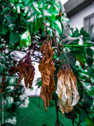 dry leaves