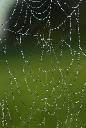 A spiderweb hangs in the fall at morning fog full of water droplets in which the landscape reflects in the morning