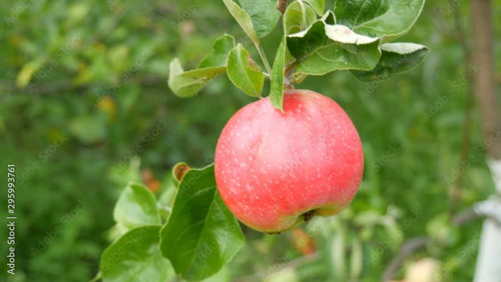 Big ripe red apple ripens on a tree branch