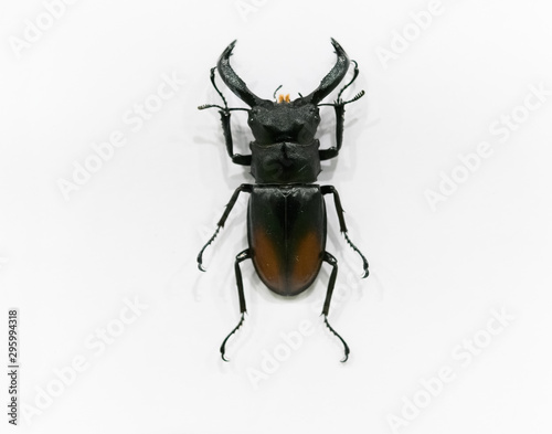 Bettle specimens on a white background
