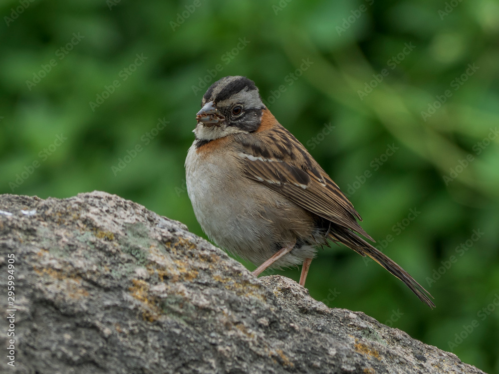 Andean sparrow in its natural habitat Andean sparrow in its natural habitat