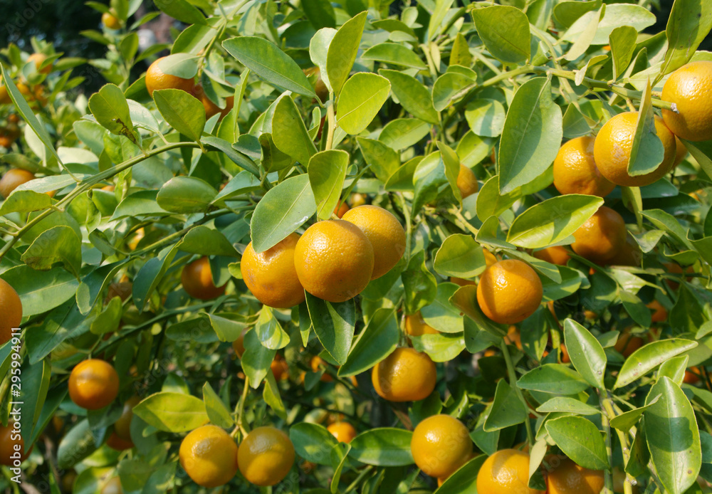 Kumquat fruits tree close up