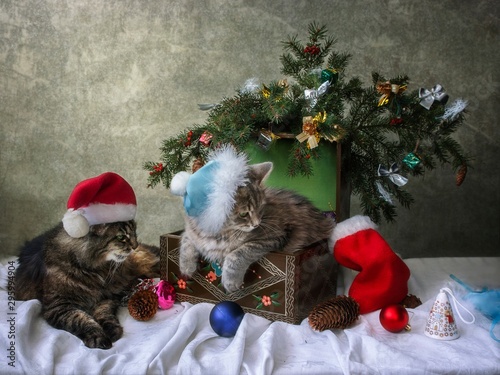 New year greeting card with adorable cats photo