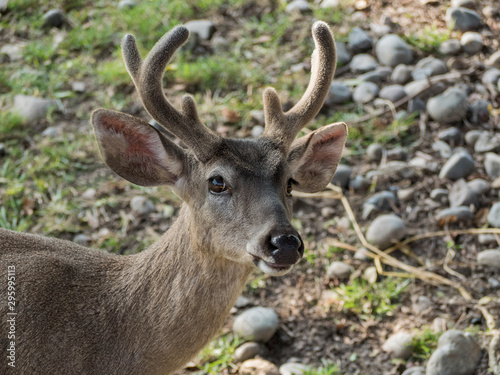 A wild deer in the forest