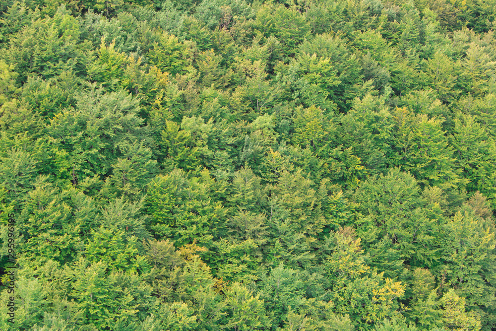 Blurred background texture of coniferous forest. The view from the top.