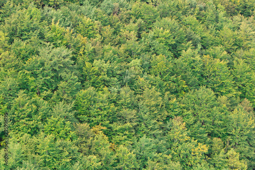 Blurred background texture of coniferous forest. The view from the top.