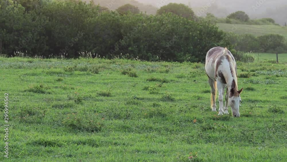 Still shot of a large brown and white horse grazing and feeding on the lush green grass on a ranch in Hawaii. Shot during golden hour. Still shot of a large brown and white horse grazing and feeding on the lush green grass on a ranch in Hawaii. Shot during golden hour.