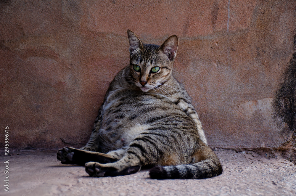 Portrait of striped Thai cat with green eyes Portrait of striped Thai cat with green eyes