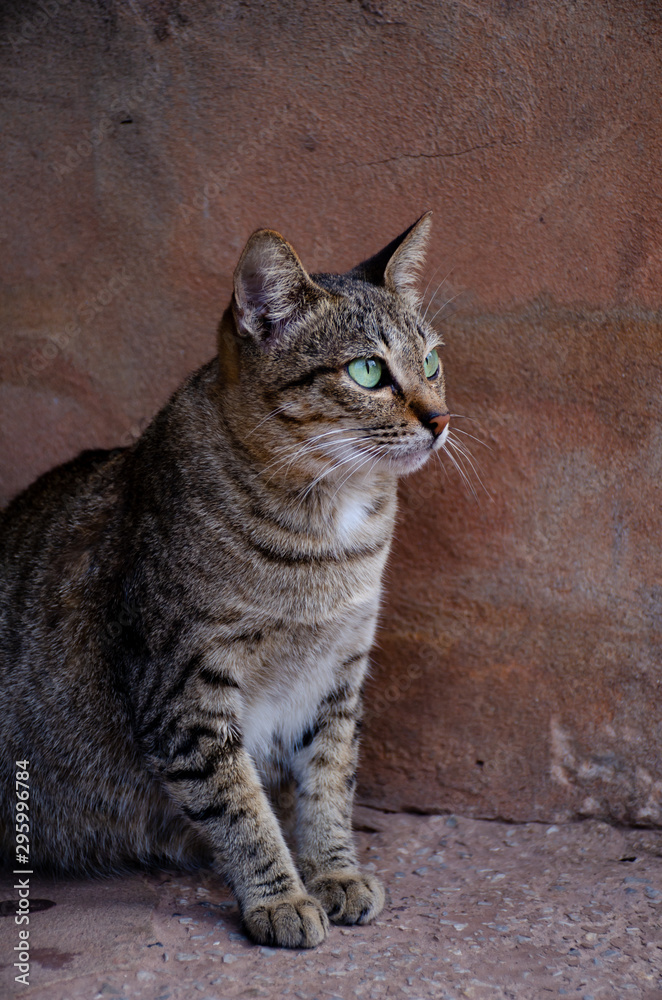 Portrait of striped Thai cat with green eyes Portrait of striped Thai cat with green eyes