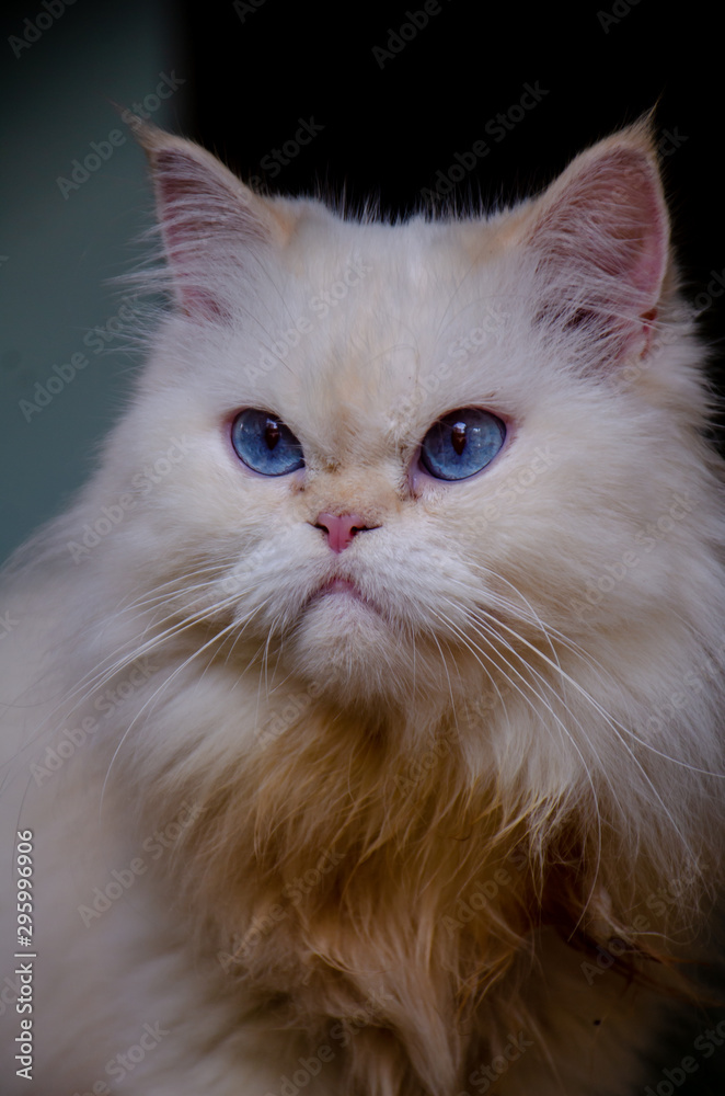 Fototapeta premium Portrait of white Persian cat with blue eyes, beautiful eyes 