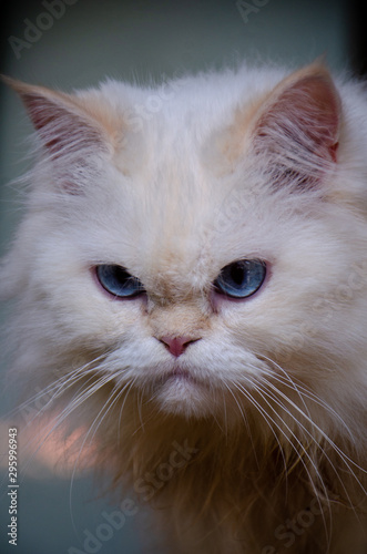 Portrait of white Persian cat with blue eyes, beautiful eyes 