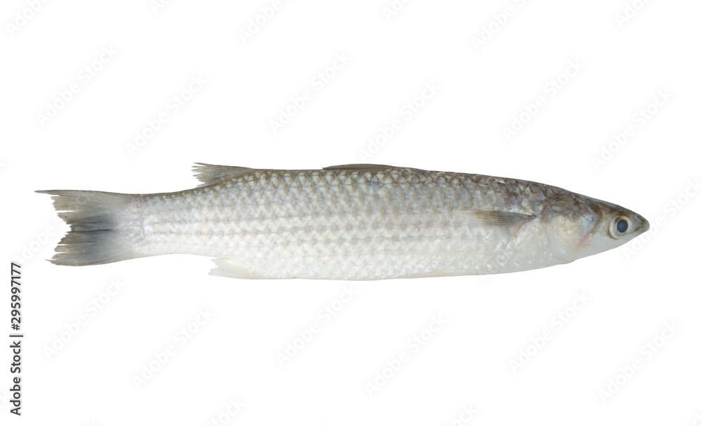 Grey mullet fish isolated on white background Grey mullet fish isolated on white background