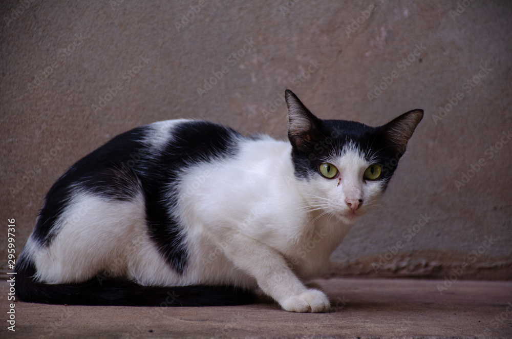 Portrait of black and white stray Thai cat, Relax Thai cat Portrait of black and white stray Thai cat, Relax Thai cat