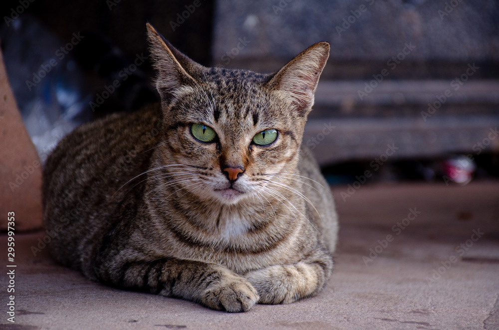 Portrait of striped Thai cat with green eyes Portrait of striped Thai cat with green eyes
