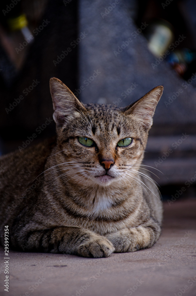 Portrait of striped Thai cat with green eyes Portrait of striped Thai cat with green eyes