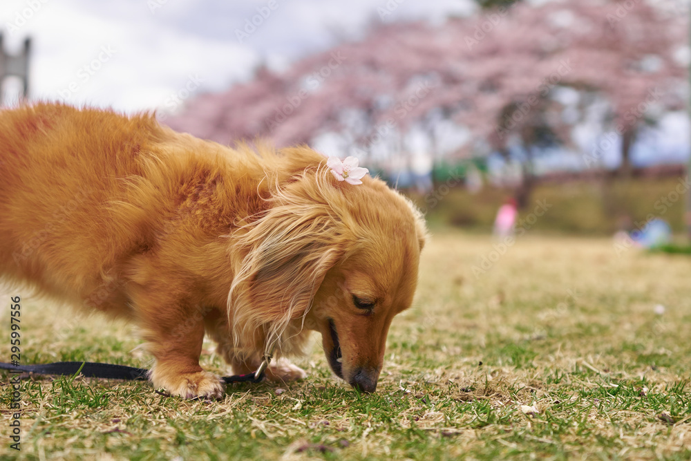 春の散歩