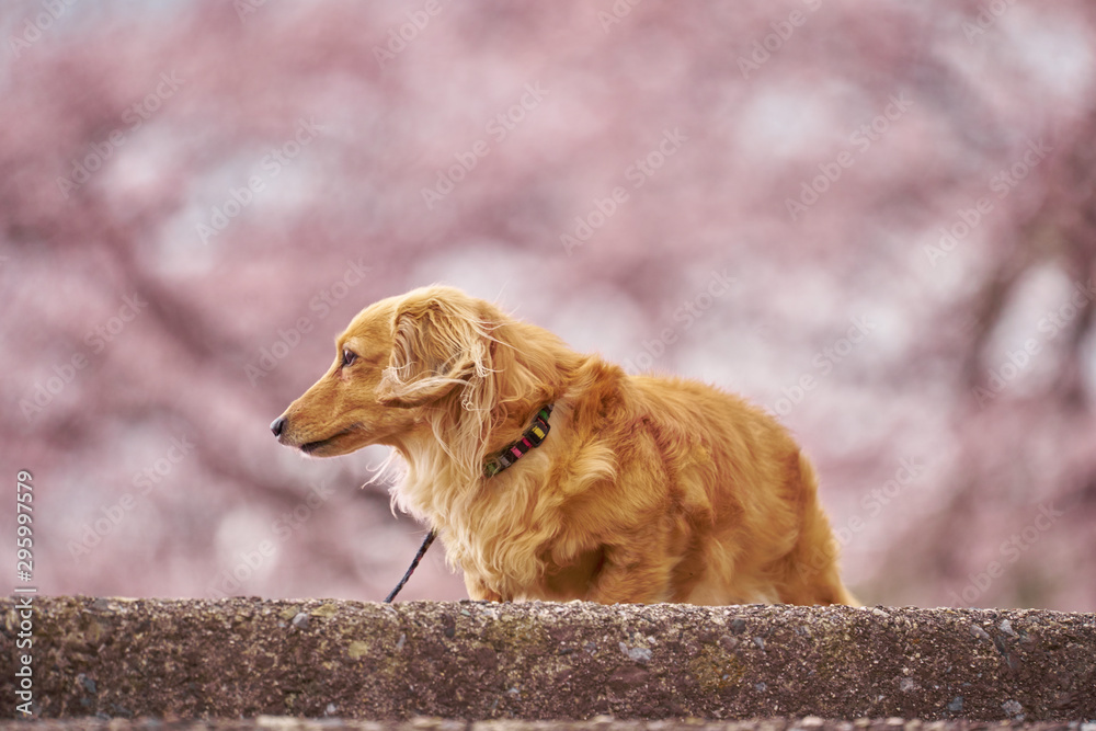 春の散歩