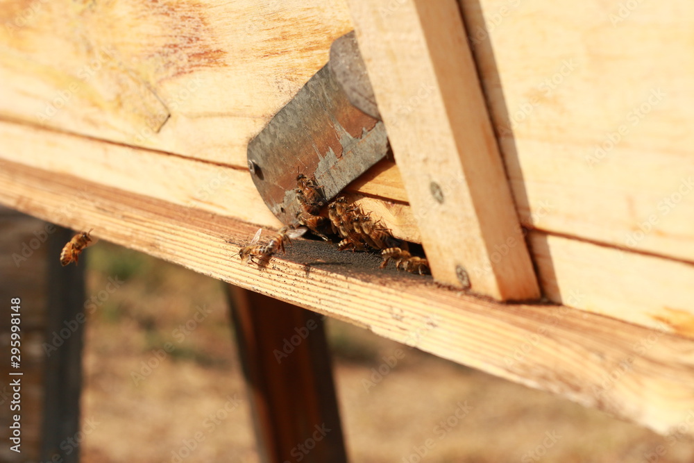 groups of introduced honey bees flying into their timber hive boxes to feed the colony on a farm after collecting pollen from nearby plants and flowers, rural Australia groups of introduced honey bees flying into their timber hive boxes to feed the colony on a farm after collecting pollen from nearby plants and flowers, rural Australia