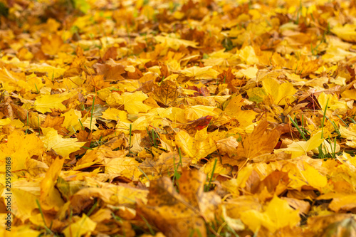 Yellow maple leaves fallen to the ground. Outside is a sunny autumn day. Autumn Art Concept