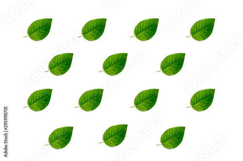 Rose green leaf pattern