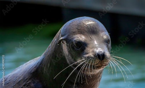 A sea lion checking out the tourists at Fisherman's Wharf in San Francisco, California © John