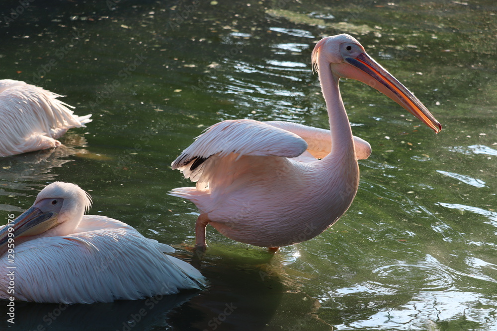 The great white pelican (Pelecanus onocrotalus) aka the eastern white pelican, rosy pelican or white pelican The great white pelican (Pelecanus onocrotalus) aka the eastern white pelican, rosy pelican or white pelican