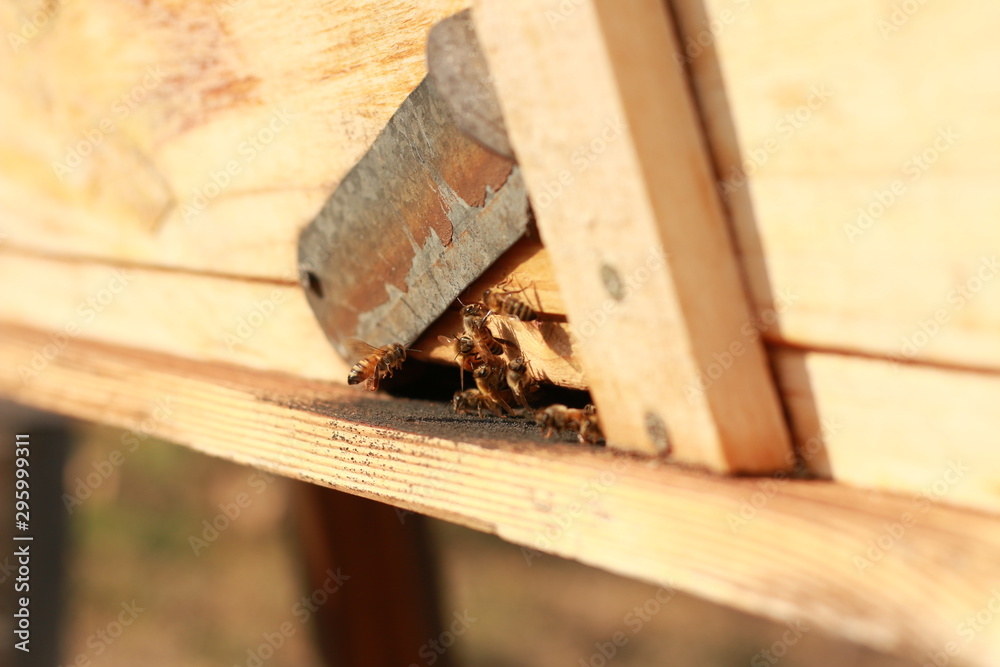 groups of introduced honey bees flying into their timber hive boxes to feed the colony on a farm after collecting pollen from nearby plants and flowers, rural Australia groups of introduced honey bees flying into their timber hive boxes to feed the colony on a farm after collecting pollen from nearby plants and flowers, rural Australia