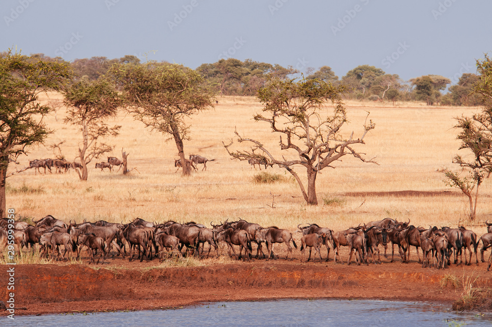 Herd of African wildebeest in grass meadow near river of Serengeti Savanna - African Tanzania Safari trip