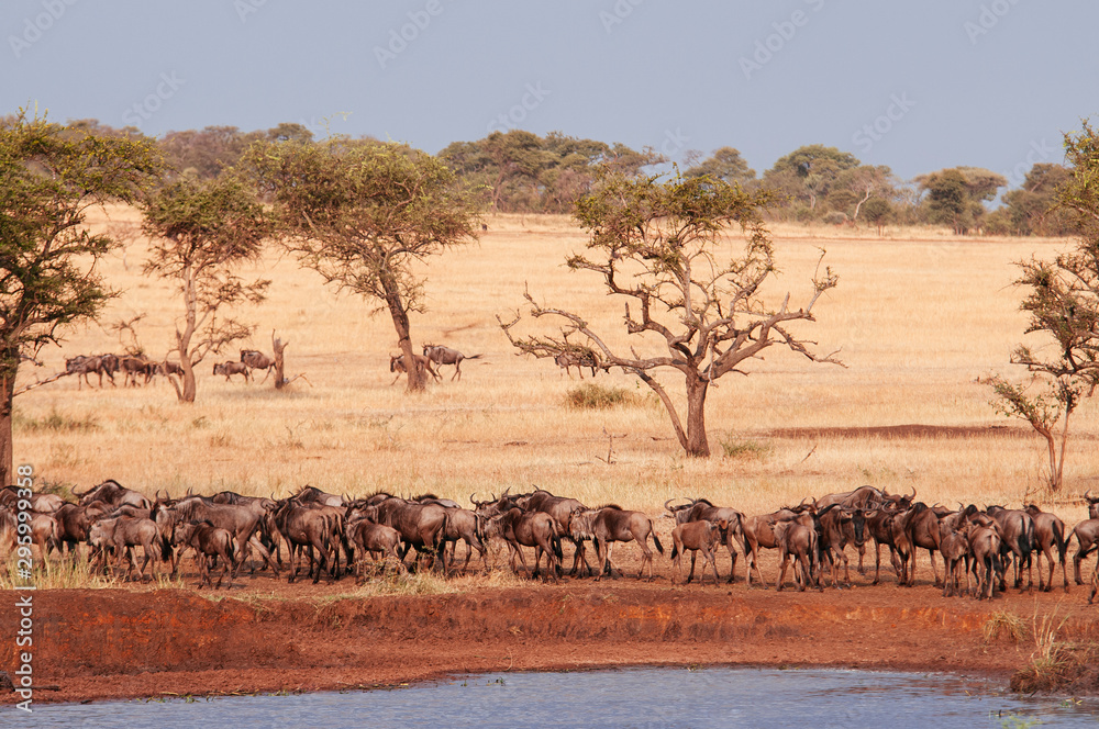 Herd of African wildebeest in grass meadow near river of Serengeti Savanna - African Tanzania Safari trip Herd of African wildebeest in grass meadow near river of Serengeti Savanna - African Tanzania Safari trip